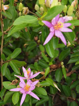 Grewia occidentalis 'Mauve star'