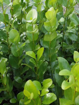 Griselinia lucida 