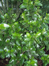 Griselinia lucida 