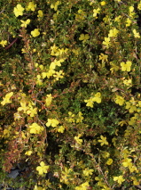 Hibbertia obtusifolia. 