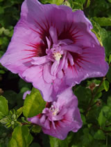 Hibiscus syriacus 'Coelestis'