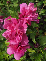 Hibiscus syriacus 'Collie Mullens'