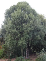 Hoheria angustifolia 