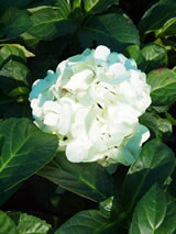 Hydrangea macrophylla 'Immaculata'