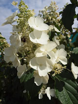 Hydrangea paniculata 'Kyusha'