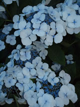 Hydrangea macrophylla 'Libelle'