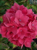 Hydrangea macrophylla 'Pia'