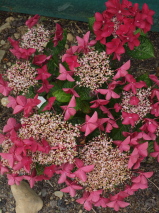 Hydrangea macrophylla 'Red Start'