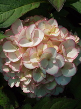Hydrangea macrophylla 'Sabrina'