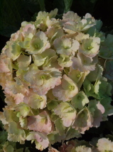 Hydrangea macrophylla 'Tosca'