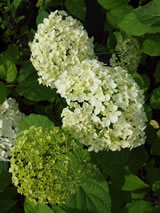 Hydrangea arborescens 'Annabelle'