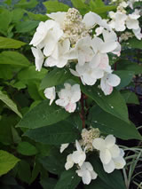 Hydrangea paniculata 'Tardiva'