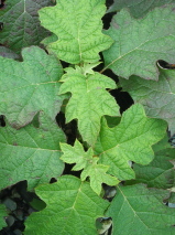 Hydrangea quercifolia 
