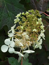 Hydrangea quercifolia 'Pee Wee'