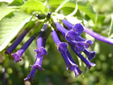 Iochroma tuberosa 