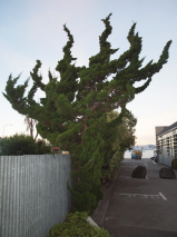 Juniperus x media Kaizuka