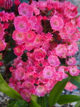 Kalmia latifolia. 'Pink Charm'