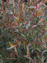 Leptospermum polygalifolium 'Coppersheen'