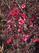 Leptospermum  'Electric Red' PVR