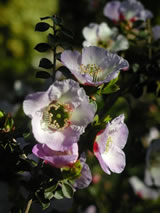 Leptospermum  'Jervois Bay'