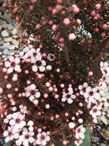 Leptospermum scoparium 'Kea'.