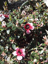 Leptospermum  'Mesmeyes'