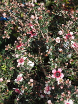 Leptospermum  'Mesmeyes'