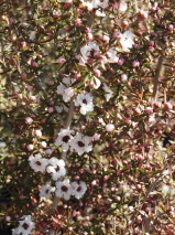 Leptospermum scoparium 'Princess Anne'