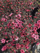 Leptospermum scoparium 'Rose Glory'