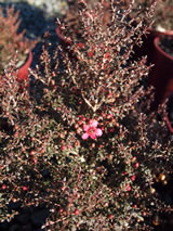 Leptospermum scoparium 'Ruru'