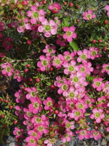 Leptospermum  'Tickled pink'