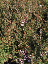 Leptospermum scoparium 'Tui'
