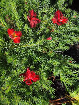Leschenaultia formosa 'Prostrate Red'