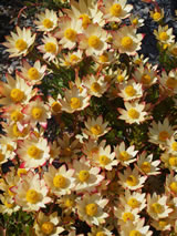 Leucadendron stelligerum 'Harvest'