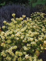 Leucadendron stelligerum 'Harvest'