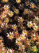 Leucadendron salignum 'Julie'