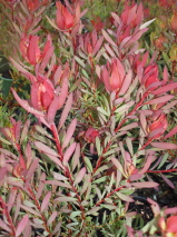 Leucadendron salignum 'Mrs Stanley'