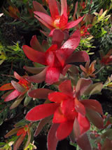 Leucadendron  'Safari Sunset'