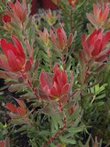 Leucadendron  'Safari Sunset'