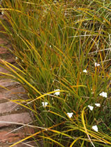 Libertia peregrinans. 