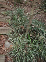 Liriope muscari 'Silver Ribbon'