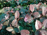 Loropetalum chinense 'China Pink'