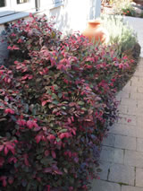 Loropetalum chinense 'China Pink'