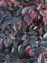 Loropetalum chinense 'Firedance'