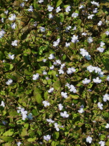 Mazus  'Matapouri bay'