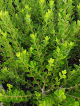 Melicytus obovatus 