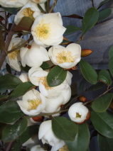 Michelia gracipes 