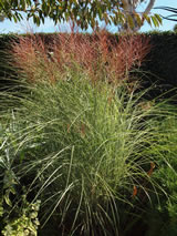 Miscanthus sinensis 'Morning Light'