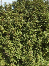 Myrsine australis. Myrsine australis.
