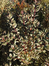 Luma apiculata 'Glanleam gold'